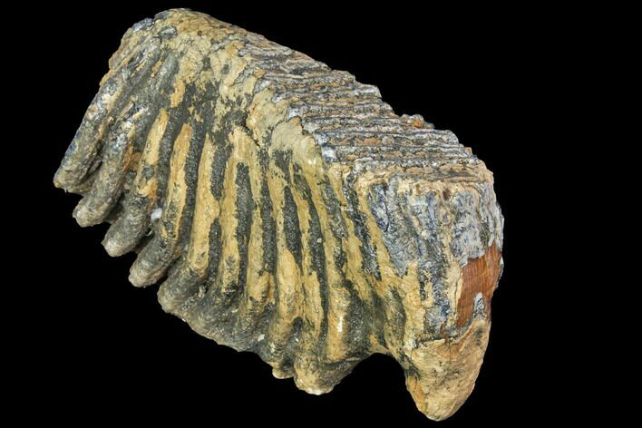 Fossil Palaeoloxodon (Mammoth Relative) M Molar - Hungary #149775